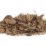 Black cohosh root herb used in natural alternative herbal medicine over white background. Used to treat menopausal and pre menstrual symptoms in women. Actaea racemosa.